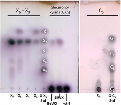 A New Subfamily of Glycoside Hydrolase Family 30 with Strict Xylobiohydrolase Function